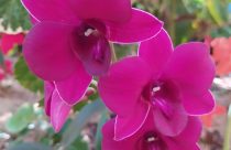 UFSCar desenvolve novas variedades de orquídeas