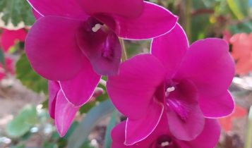 UFSCar desenvolve novas variedades de orquídeas