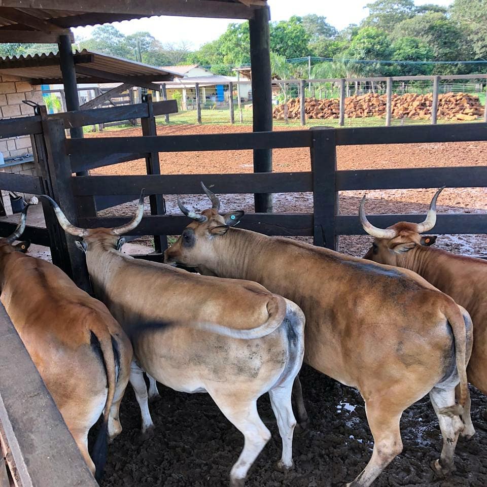 vacas eradas da raca curraleiro pé duro - abate