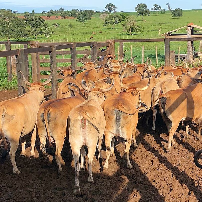 vacas eradas da raca curraleiro pé duro - abate