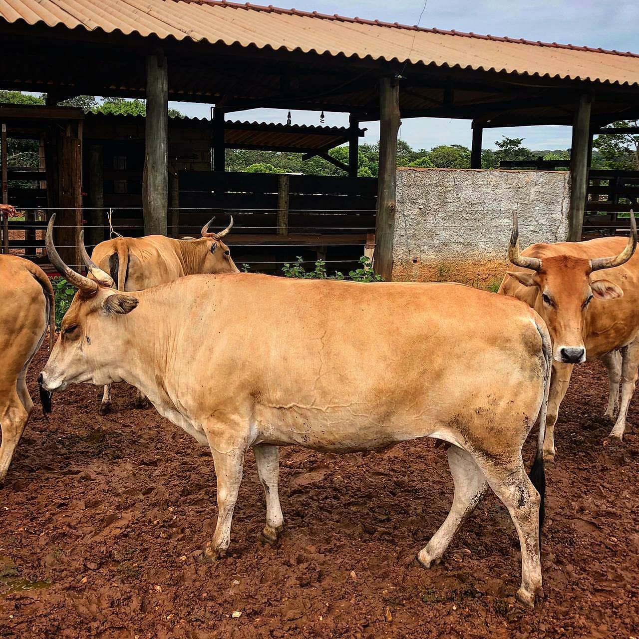 vacas eradas da raca curraleiro pé duro - abate