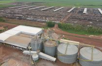 Maior confinamento do Tocantins quer abater 95.000 bovinos