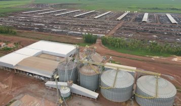 Maior confinamento do Tocantins quer abater 95.000 bovinos