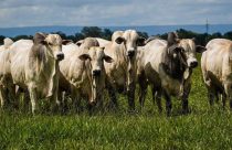 Agropecuária Kangayan - touros nelore - top fotao