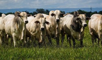 Agropecuária Kangayan - touros nelore - top fotao