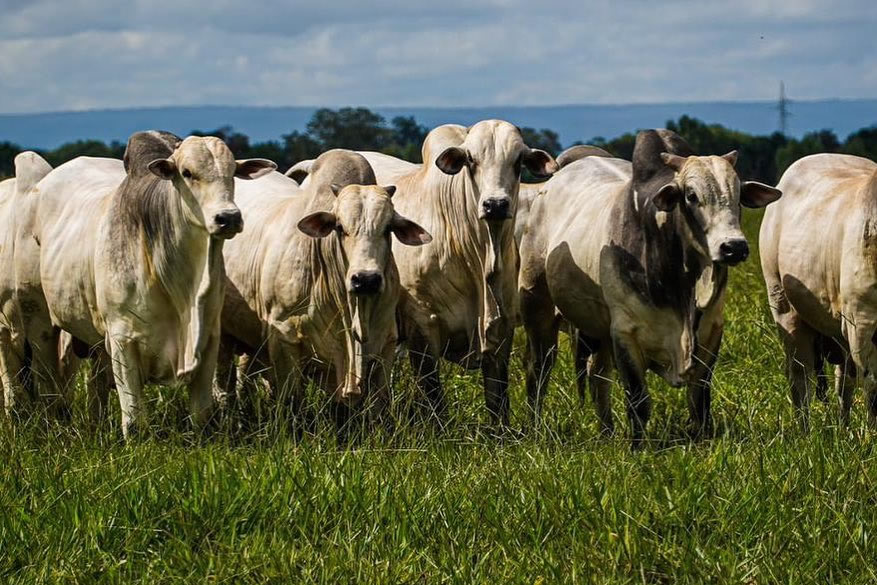 Agropecuária Kangayan - touros nelore - top fotao