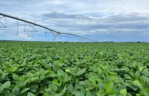 Gigante BrasilAgro vende parte de fazenda por R$ 121,9 milhões