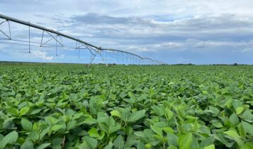 Gigante do Agro avança com plantio de soja em sua maior fazenda de MT