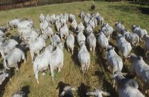 CFM-Megaleilao-CFM-2021-vendera-500-touros-Nelore-CEIP-nascidos-em-2019