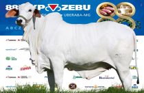Campeã Novilha Menor - Humildade Fiv da Gê 05 - TVCA 2023