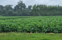 Estudo mostra que os últimos anos foram mais chuvosos no Mato Grosso - lavoura de soja
