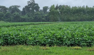 Estudo mostra que os últimos anos foram mais chuvosos no Mato Grosso - lavoura de soja