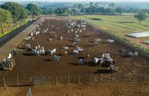 ExpoGenética 2023- ABCZ divulga lista de criatórios com animais inscritos no PNAT