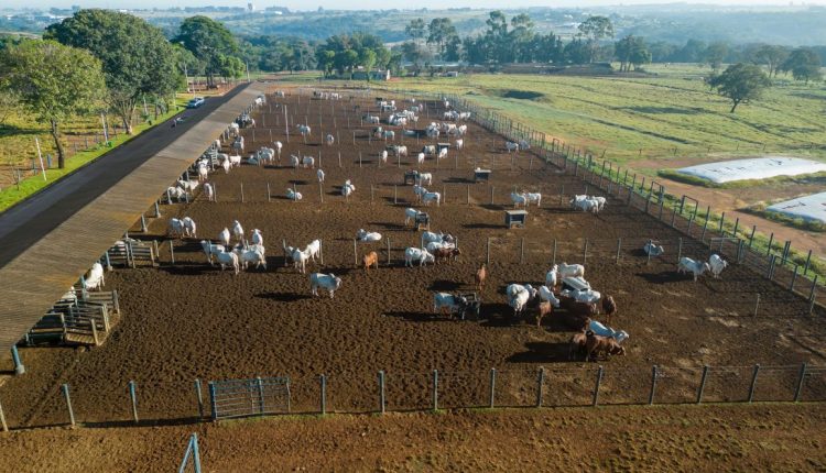 ExpoGenética 2023- ABCZ divulga lista de criatórios com animais inscritos no PNAT