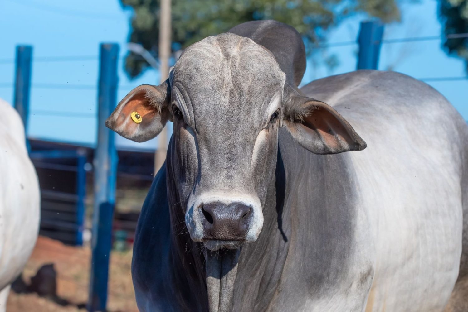 ExpoGenética 2023 touro- ABCZ divulga lista de criatórios com animais inscritos no PNAT