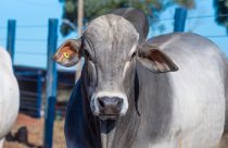 ExpoGenética 2023 touro- ABCZ divulga lista de criatórios com animais inscritos no PNAT