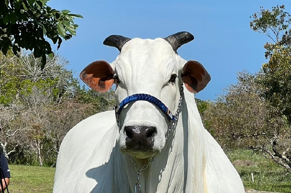 vacas mais caras do mundo