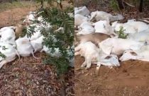 Mais de mil bovinos morrem de frio; Prejuízo estimado é de R$ 3 milhões; Vídeo