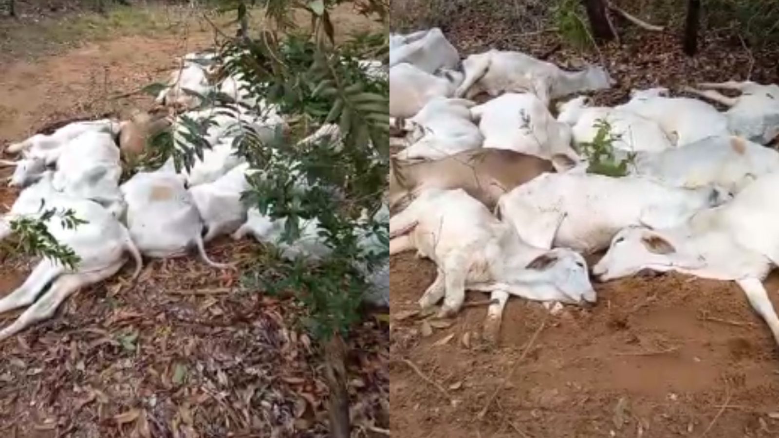 Os cavalos morrem antes do abate: a tragédia dos equinos