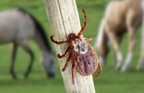 Febre maculosa: saiba como evitar e tratar a doença do carrapato