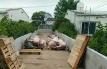 Vídeo: Calor mata milhares de animais em fazenda