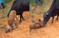 Vídeo: Sucuri gigante pega bezerro pelo pescoço