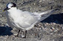 Gripe aviária: Mapa confirma mais dois casos em aves silvestres