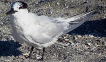 Gripe aviária: Mapa confirma mais dois casos em aves silvestres