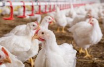 produção de frango avicultura