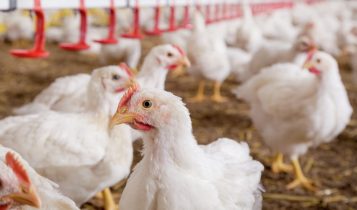 produção de frango avicultura