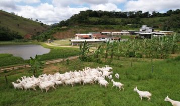Primeira granja leiteira de cabras do Brasil investiu R$ 20 milhões