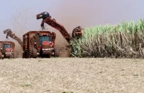 Produção de açúcar cresce quase 20% em junho