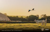 confina-brasil-primeira-rota-texto-divulgacao