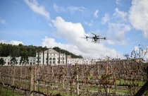 Drone na pulverização e IA no controle de doenças: Inovações para a viticultura