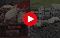 Vídeos: Maior tragédia da pecuária; Pecuarista tenta salvar rebanho