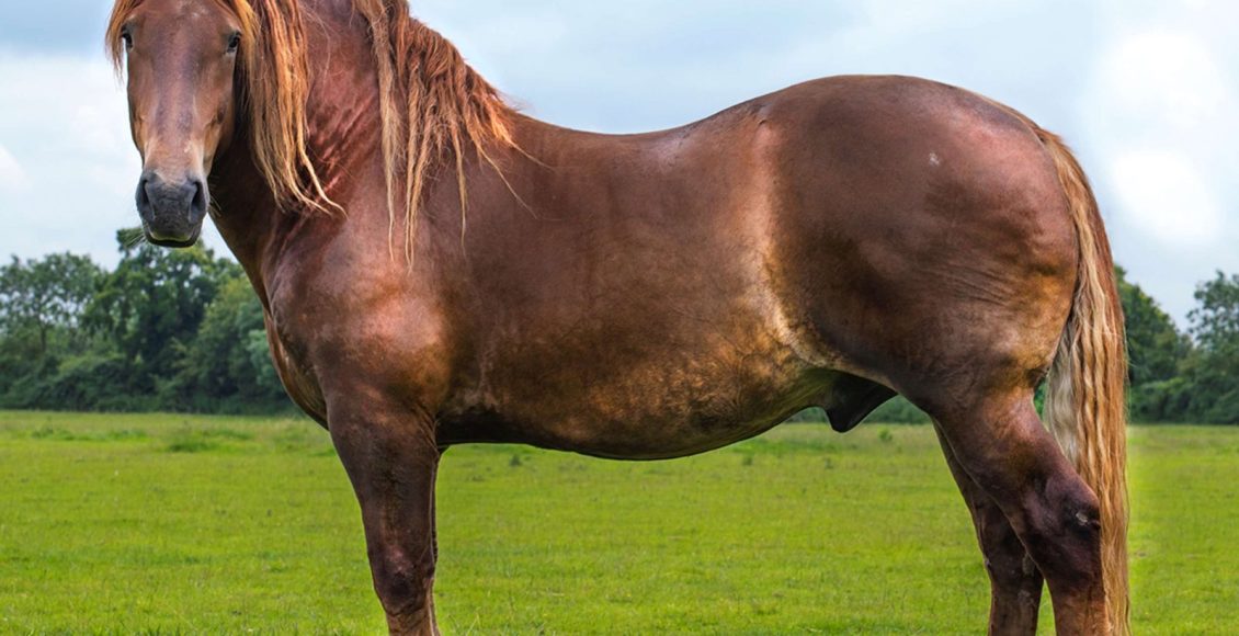 Você sabe o que é um cavalo puro sangue? Descubra aqui!