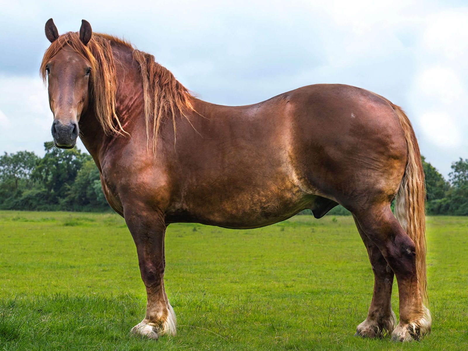 Meu cavalo precisa de alimentação especial? — CompreRural