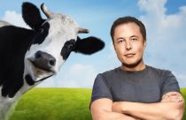 loucura climatica - irlanda vai matar vacas para conter crise climativa - elon musk