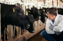 Inteligência artificial faz avaliação precoce da carne bovina