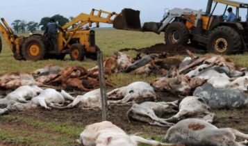 morte de gado por frio