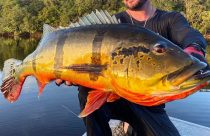 peixe tucunaré