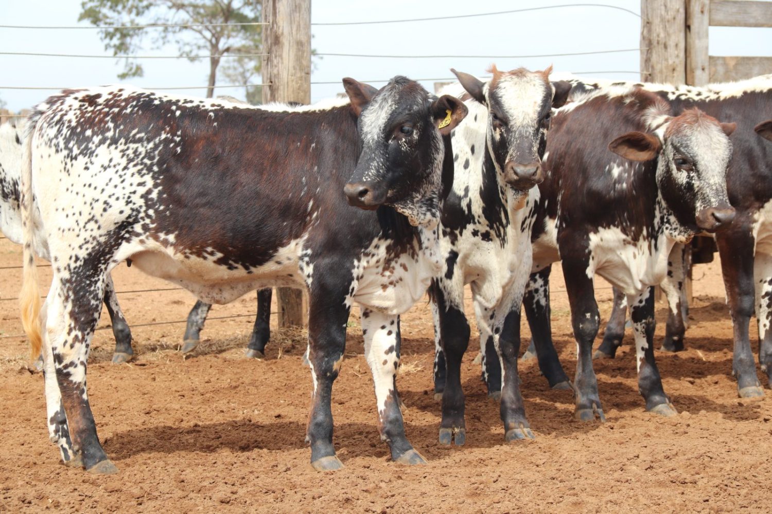 Raca bovina Speckle Park - Brasil