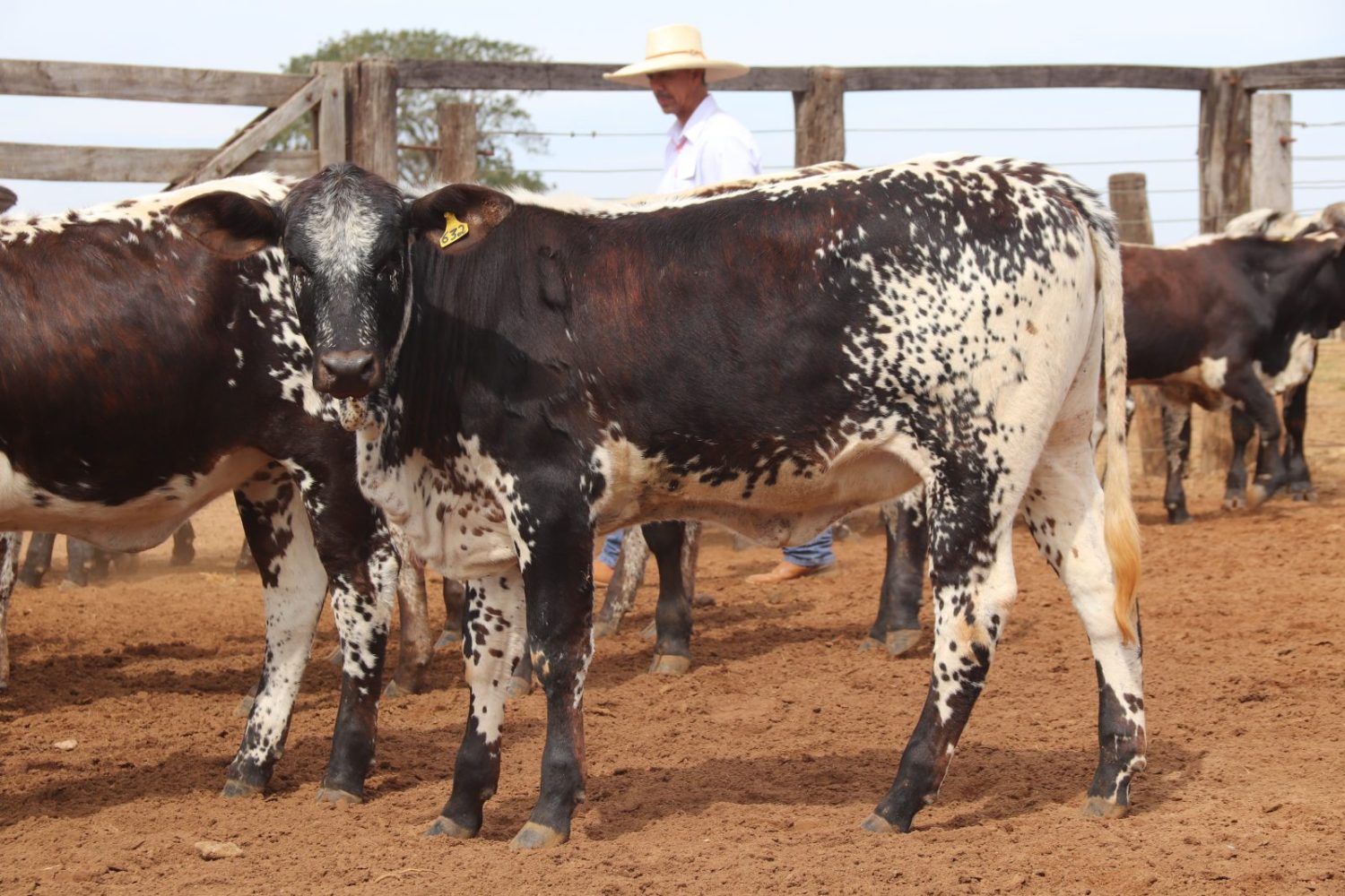 Raca bovina Speckle Park - Brasil