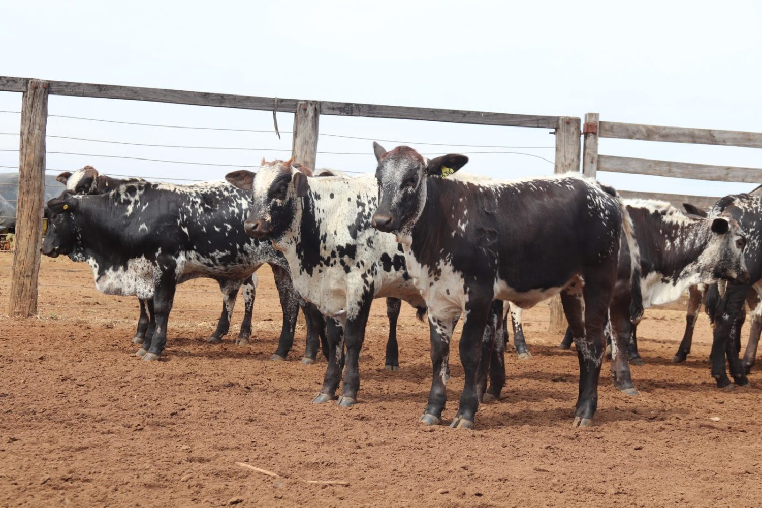 Raca bovina Speckle Park - Brasil