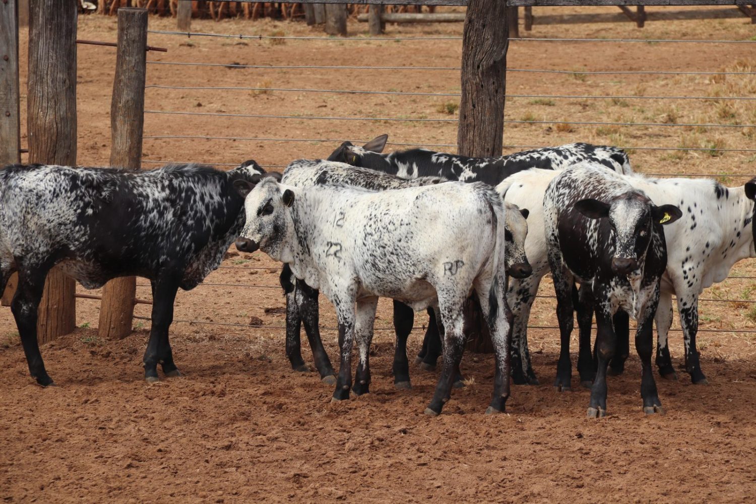 Raca bovina Speckle Park - Brasil