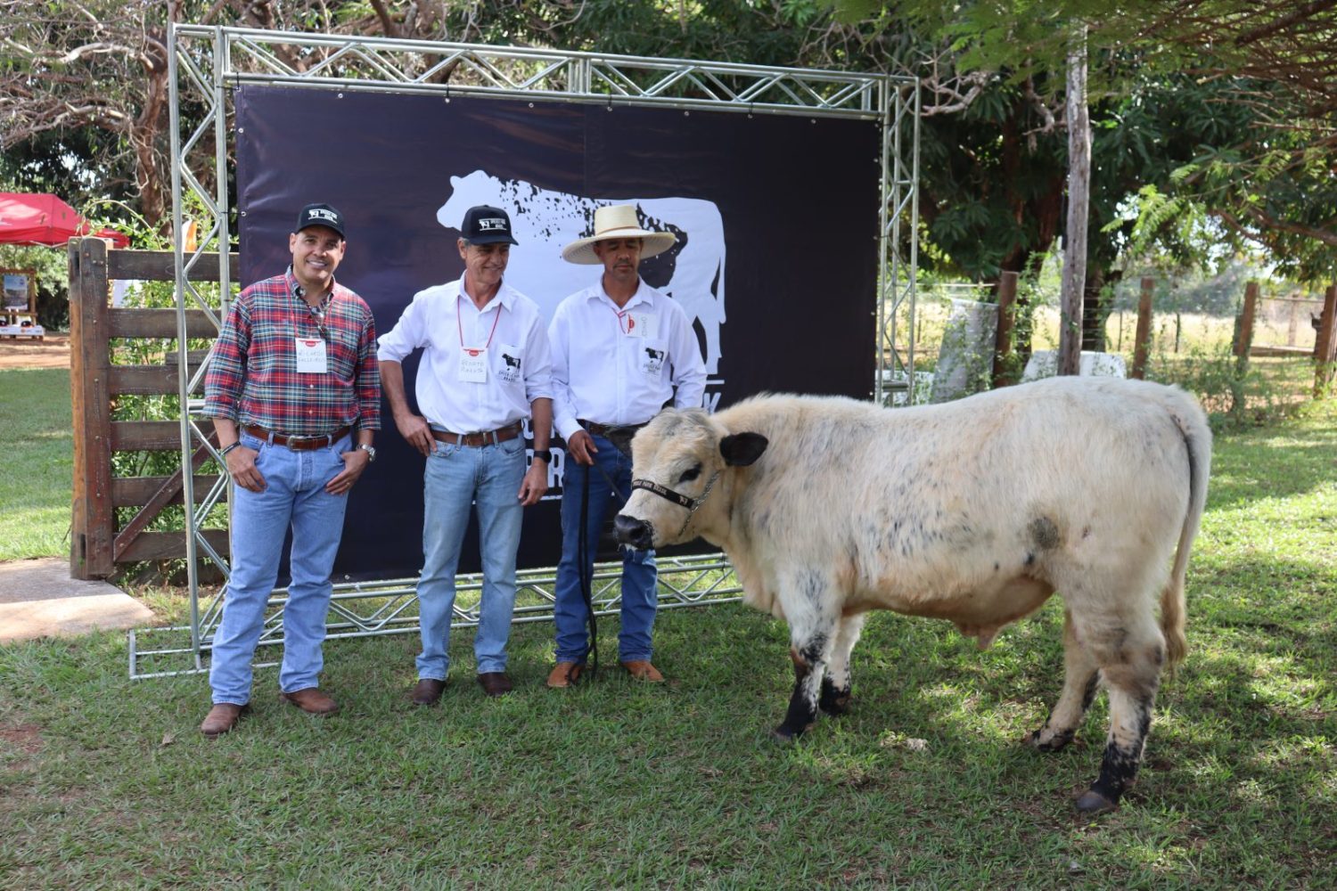 Raca bovina Speckle Park - Brasil