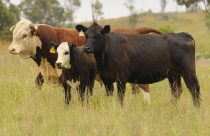 raca black hereford
