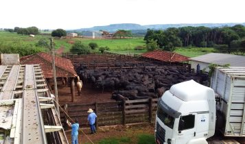 Brasil poderá exportar gado em pé para a Indonésia