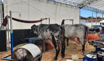 Vídeo: Vaca Girolando produz quase 260 kg/leite na Megaleite