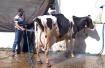 Vaca Baleia produziu 132,2 kg de leite e quebra recorde mundial 